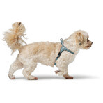 Hundegeschirr Hunter SOHO MINI Blau XS