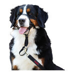 Dressurhalsband für Hunde Company of Animals Halti Schwarz Maulkorb (46-62 cm) Dressurhalsband für Hunde Company of Animals Halti Schwarz Maulkorb (46-62 cm)