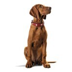 Collare per Cani Hunter Swiss Rosso/Nero (24-28.5 cm) Collare per Cani Hunter Swiss Rosso/Nero (24-28.5 cm)