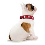 Collare per Cani Hunter Swiss Rosso/Nero (24-28.5 cm) Collare per Cani Hunter Swiss Rosso/Nero (24-28.5 cm)