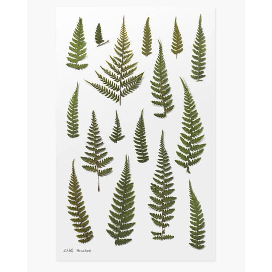 Decorative plant stickers fern orchid