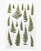 Decoratieve plantenstickers Varenorchidee