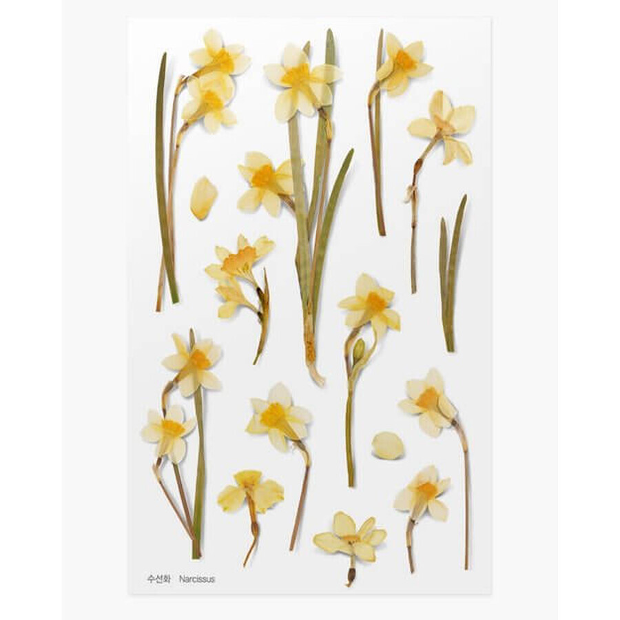 Adhesivos decorativos flor de narciso