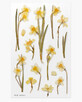 Narcis bloem decoratieve stickers