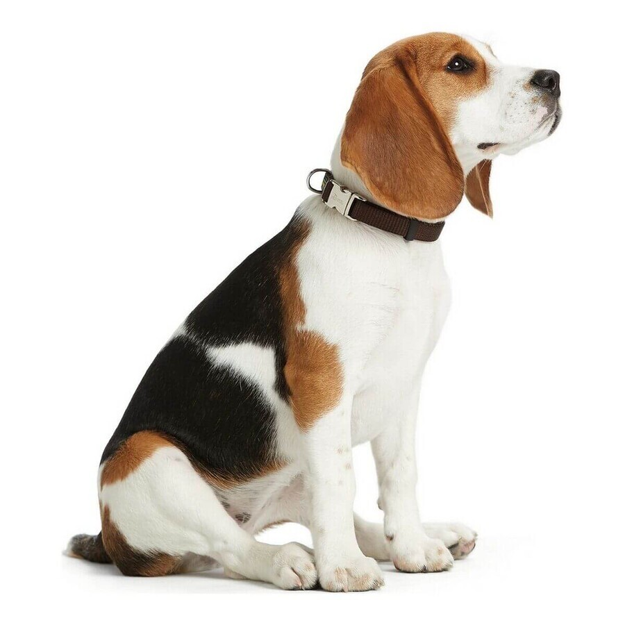 Collare per Cani Hunter Alu-Strong Turchese Taglia L (45-65 cm) Collare per Cani Hunter Alu-Strong Turchese Taglia L (45-65 cm)