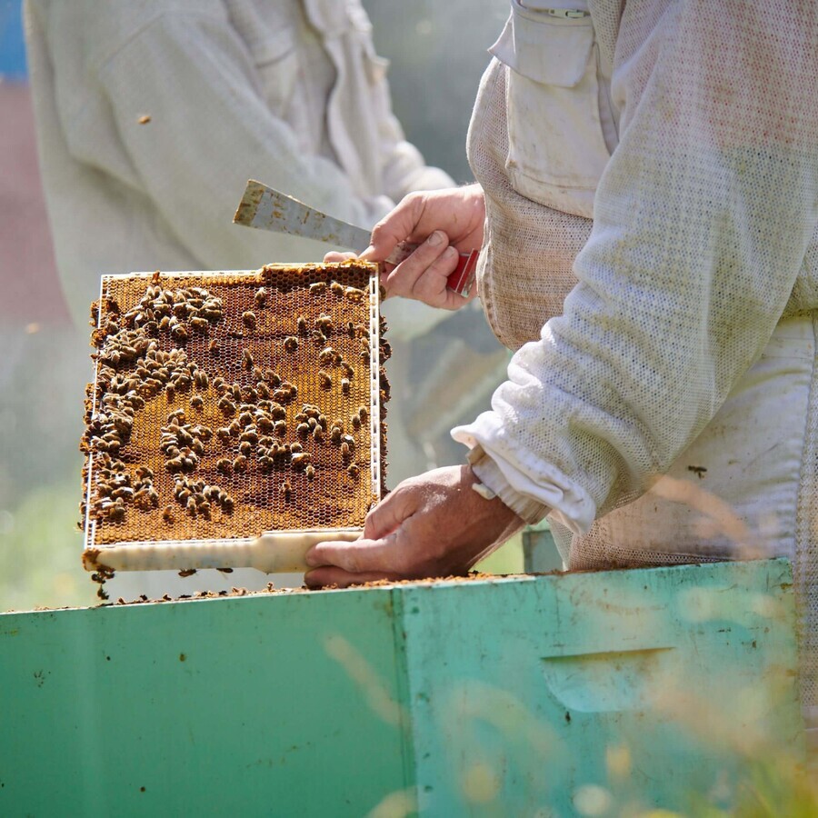 Haddrell's, Manuka UMF 5+ MGO 83+ honey, 250 g