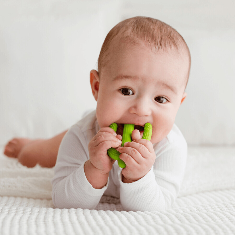Dumel GiliGums, teether, Cactus, green, from 3 months, 1 piece