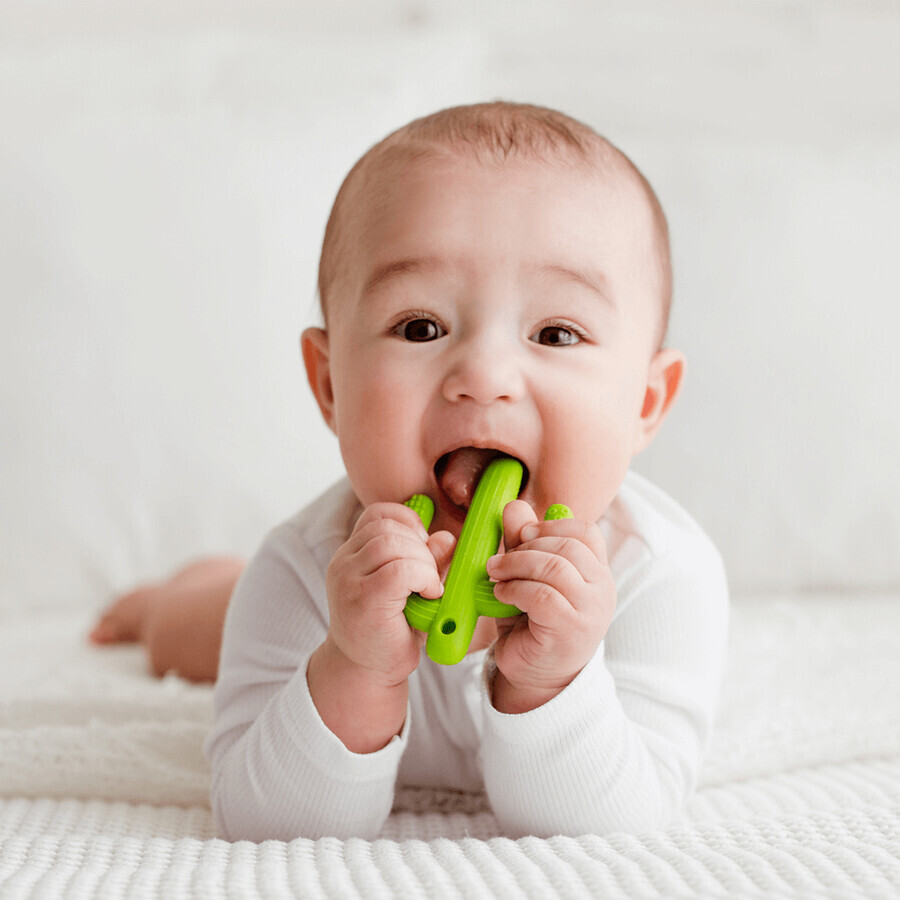 Dumel GiliGums, teether, Cactus, green, from 3 months, 1 piece