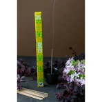 Aromandise Les Encens du Monde, Ontdekkingswierook, Ceder, Concentratie, 12 stuks
