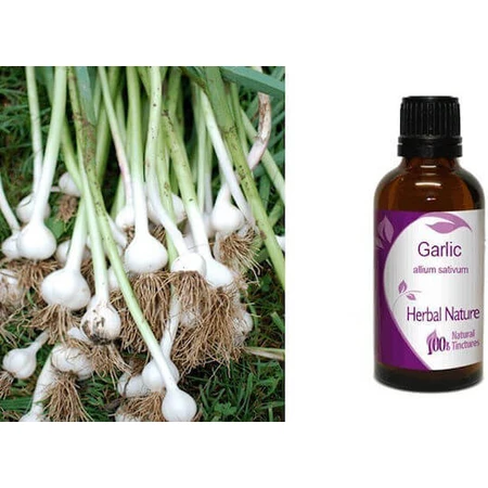 Knoflook Tinctuur 50ml Natuur & Lichaam