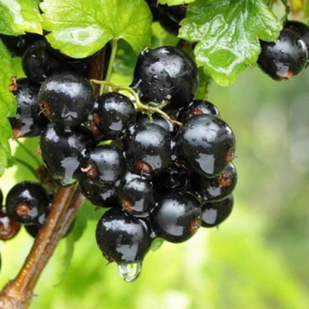 Tisane de cresson, 50g, Plante de Dacia