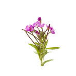 Thee met kleine bloemen, 50g, Dacia Plant Thee met kleine bloemen, 50g, Dacia Plant