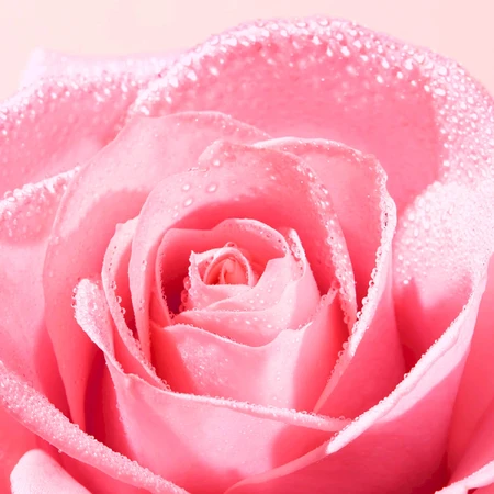 Nuxe Very Rose, hand cream, 50 ml