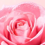 Nuxe Very Rose, Agua de perfume, 100 ml