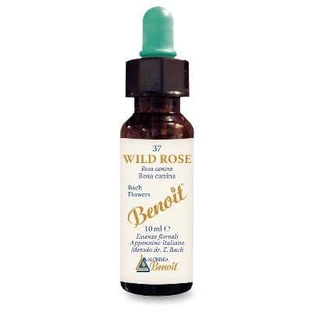 Bachblüten Benoit Wildrose 10 ml