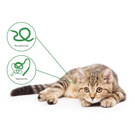 Drontal*8cpr cat