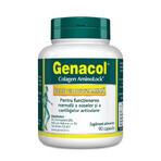 Genacol Plus Glucozamine, 90 Kapseln, Darmaplant Genacol Plus Glucozamine, 90 Kapseln, Darmaplant