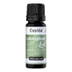 Casida eucalyptus oil natural 10 ml