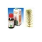 Cola de caballo 12 50ml tm