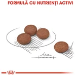 ROYAL CANIN Mini Digestive Care, Trockenfutter für Hunde, Verdauungskomfort, 3kg