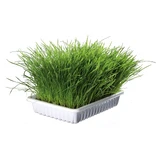 Trixie, plastic tray with grass seeds, 100g