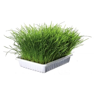 Trixie, Kunststoffschale mit Grassamen, 100g