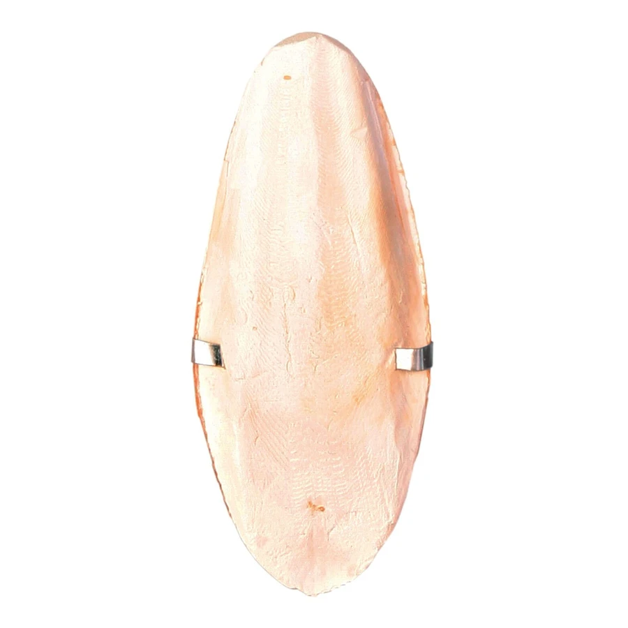 Sepie Bones on Blister 12cm