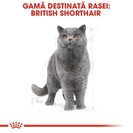 ROYAL CANIN British Shorthair Adult, comida seca para gatos, 400g
