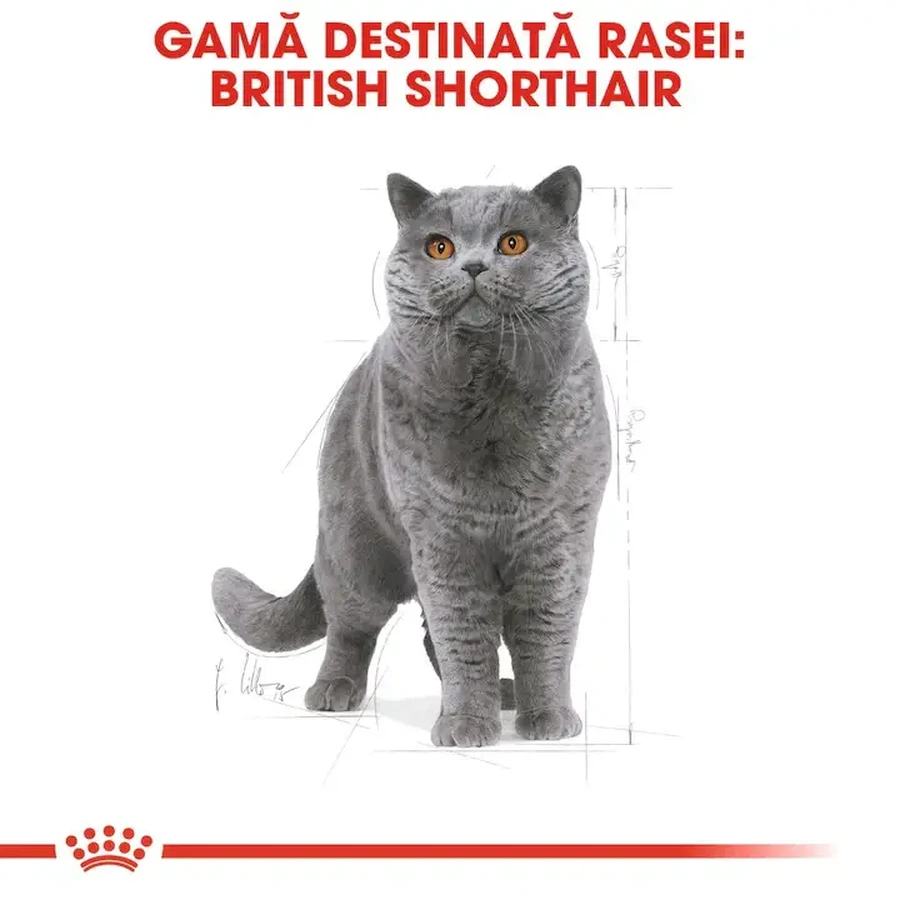 ROYAL CANIN British Shorthair Adult, comida seca para gatos, 400g
