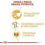 ROYAL CANIN British Shorthair Adult, comida seca para gatos, 400g