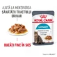 ROYAL CANIN Urinary Care Adult, natvoer voor katten, gezond voor de urinewegen, (in saus), 85g