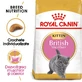 ROYAL CANIN British Shorthair Kitten, Trockenfutter für junge Katzen, 400g