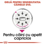 ROYAL CANIN ROYAL CANIN Exigent Adult Nassfutter für Hunde mit schlechtem Appetit (Pastete), 85g