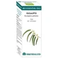 Equisalud Bio Huiles Essentielles Huile Essentielle d'Eucalyptus 10Ml