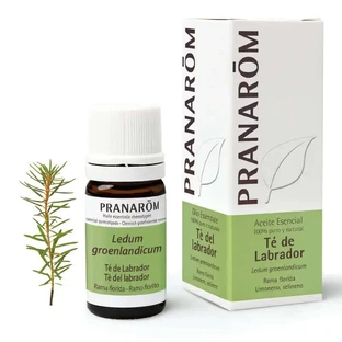 Pranarom Labrador Thee Etherische Olie, 5ml