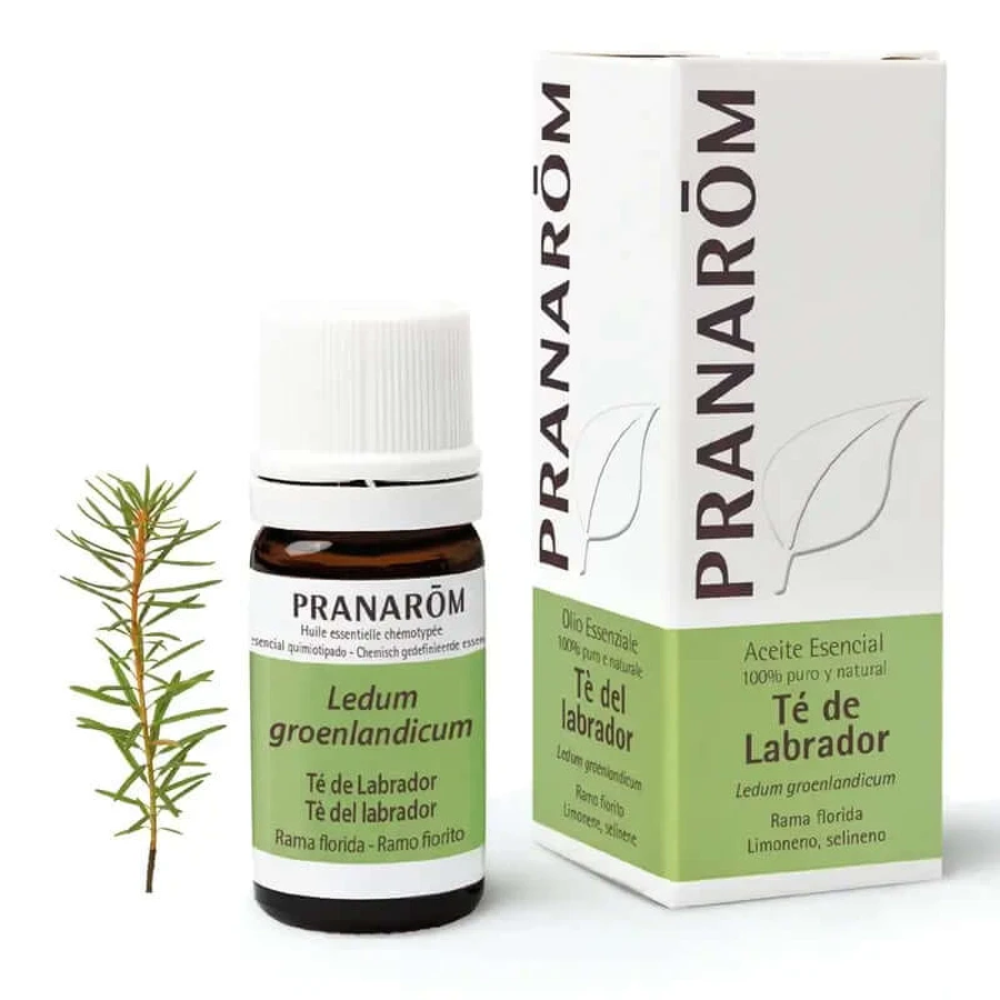 Pranarom Labrador Thee Etherische Olie, 5ml