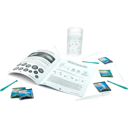 Kit educativo sobre el ciclo vital de Artemia Salina