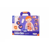 Educational magnetic game - Human Anatomy
