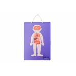 Jeu magnétique éducatif - Anatomie humaine