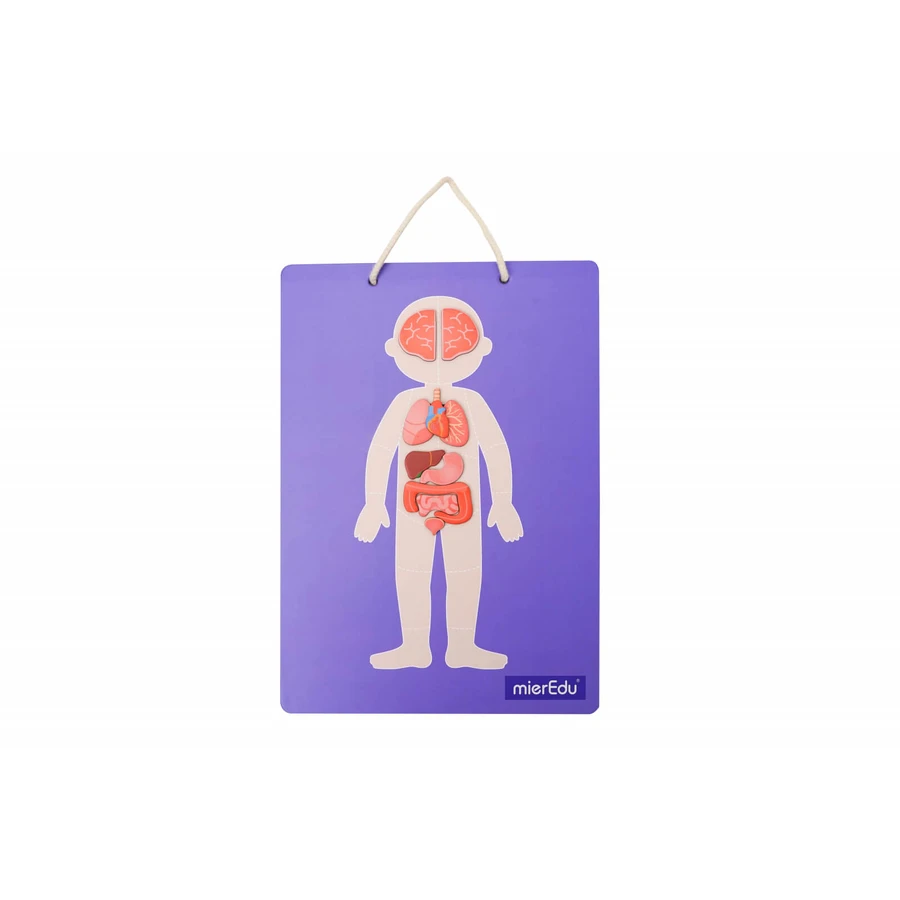 Jeu magnétique éducatif - Anatomie humaine