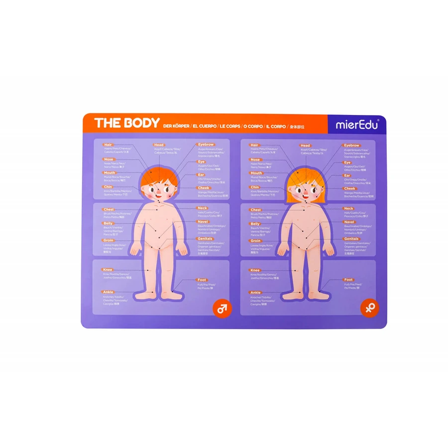Jeu magnétique éducatif - Anatomie humaine