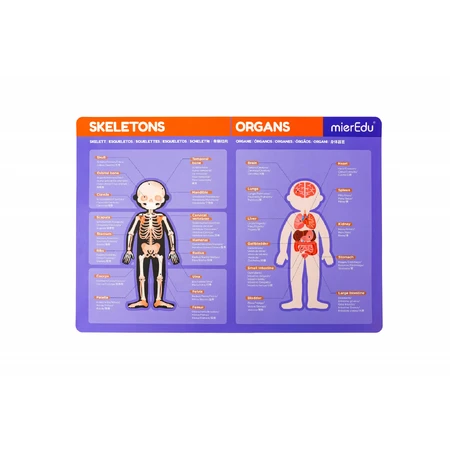 Jeu magnétique éducatif - Anatomie humaine