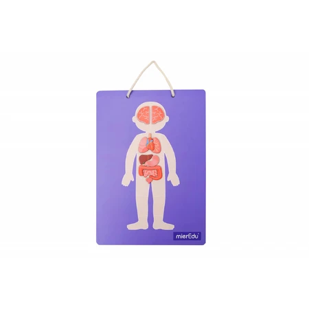Jeu magnétique éducatif - Anatomie humaine