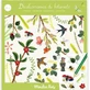 Transfer stickers Botanist, Moulin Roty
