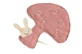 Mushroomed soft toy, Egmont toys