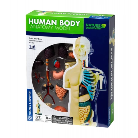 Anatomie van het menselijk lichaam STEM Kit