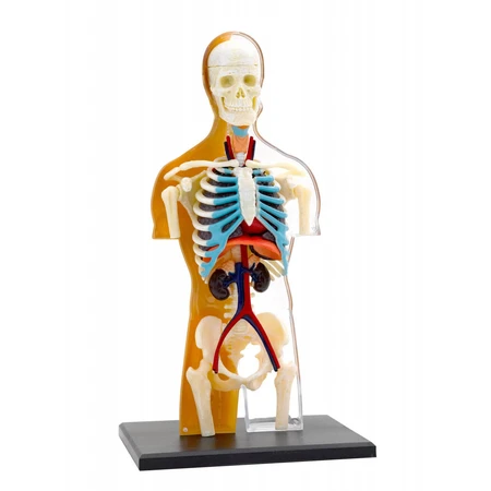Anatomie van het menselijk lichaam STEM Kit