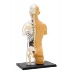 Anatomie van het menselijk lichaam STEM Kit
