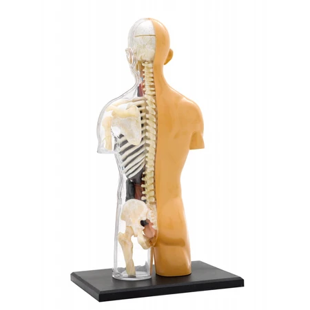 Anatomie van het menselijk lichaam STEM Kit