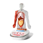 STEM game Human Anatomy, TopBright